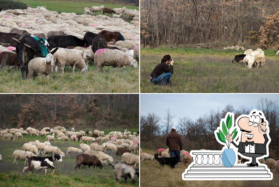 Guarda gli esterni di Agriturismo Mulino Vivi