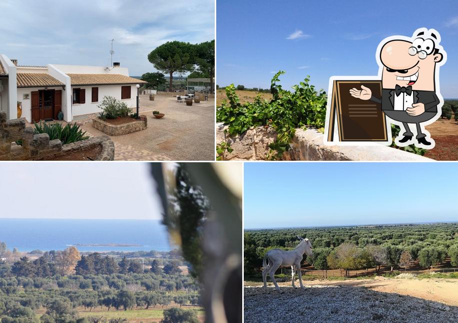 Goditi la vista dall'area esterna di Agriturismo Masseria Le Terrazze di Serranova, Wellness SPA tra Ostuni, Brindisi, Torre Guaceto, Salento