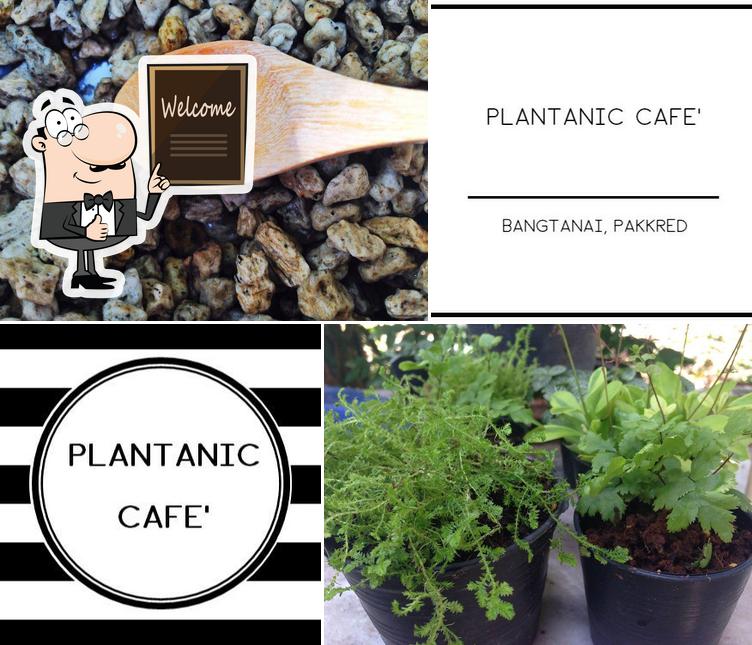 Снимок кафе "Plantanic Cafe"