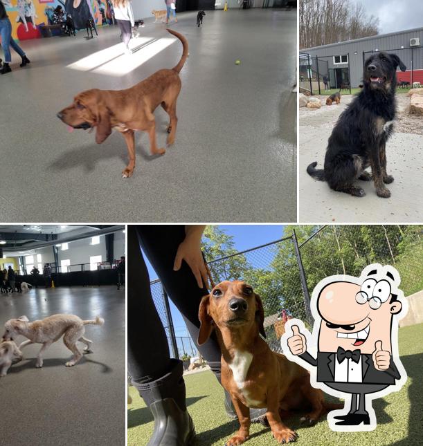 All 27+ Images the pack indoor dog park photos Updated