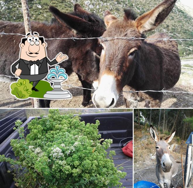 Puoi goderti l'aria fresca da seduto all'esterno di Il Gattopardo - Agriturismo Ristorante- Pizzeria