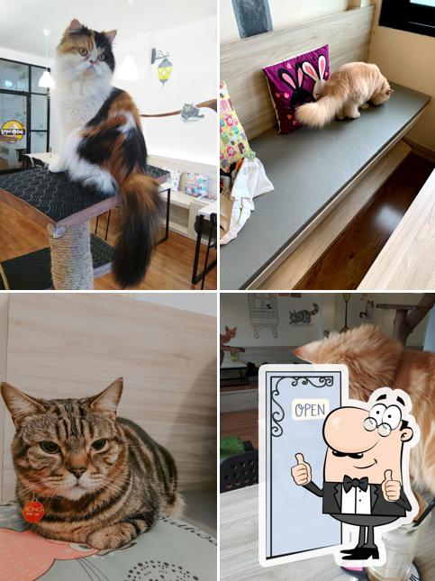 Look at the picture of Kopi Cat Cafe by Groovy - Kemang