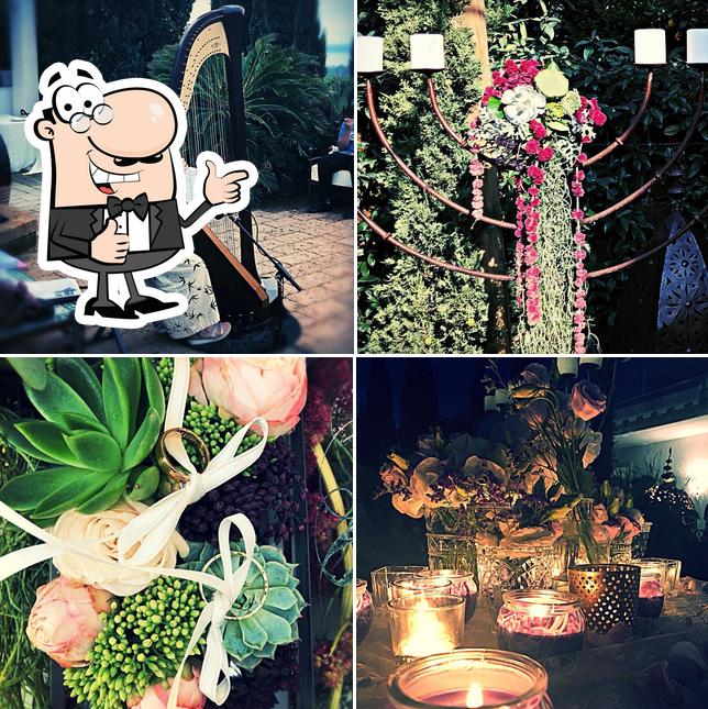 tenuta cipressi e olivi