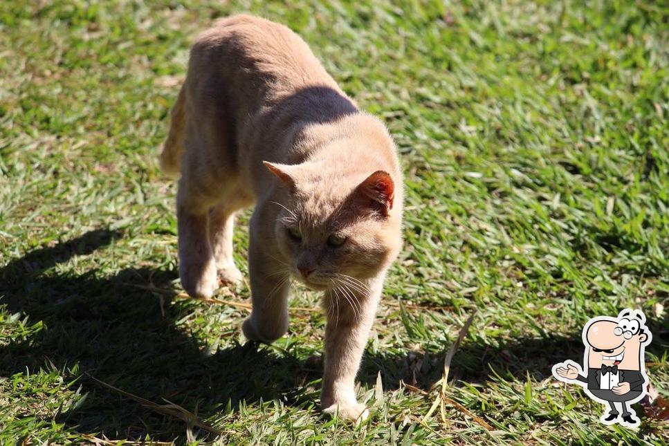 Here's an image of Pesqueiro Estância Igrejinha