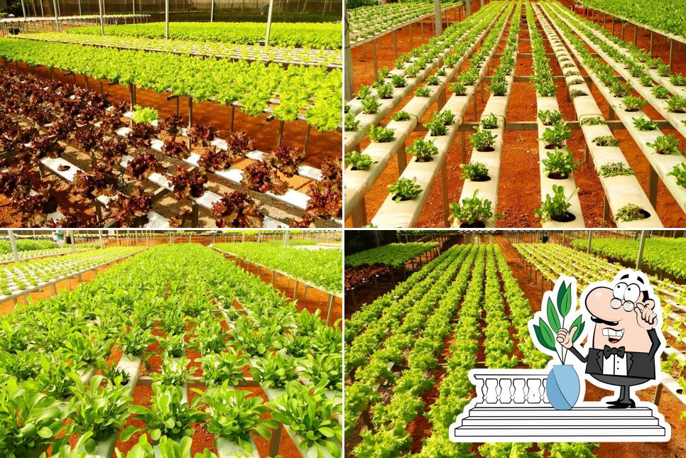 Mendes Horti Delivery