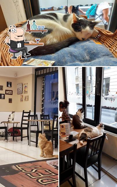 The interior of Cat Cafe