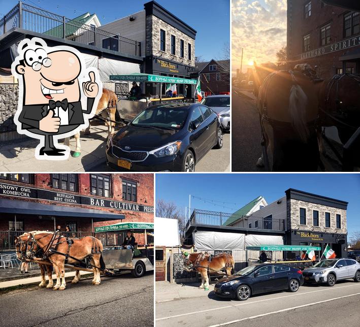 Buffalo Horse Drawn Pub Crawls in USA Restaurant reviews