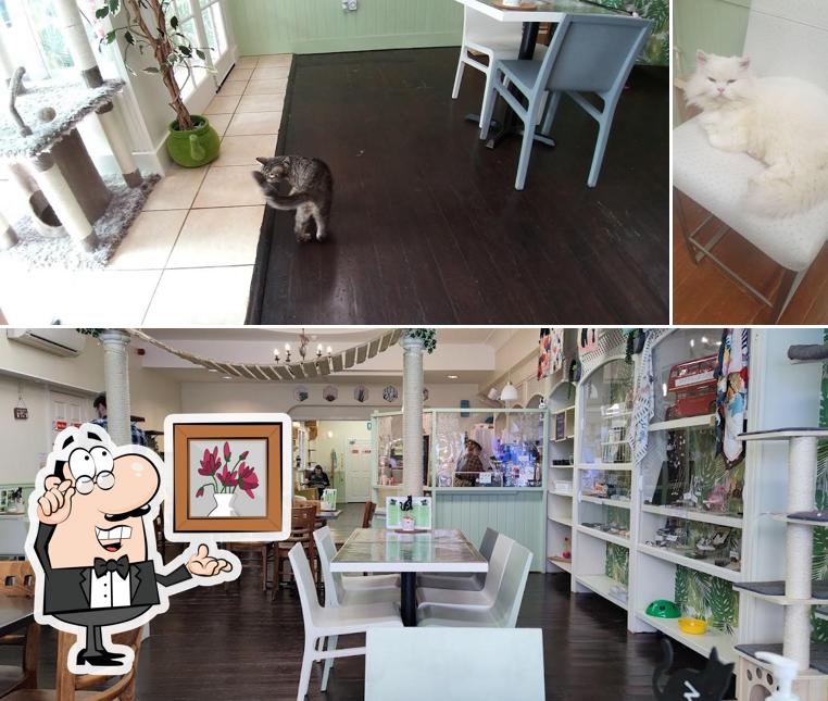 Take a seat at one of the tables at Bedford Cat Café