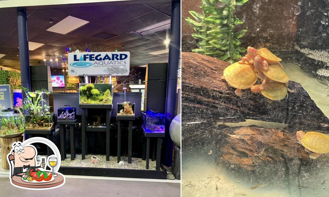 Floating Sea Aquatics in Jacksonville Restaurant reviews
