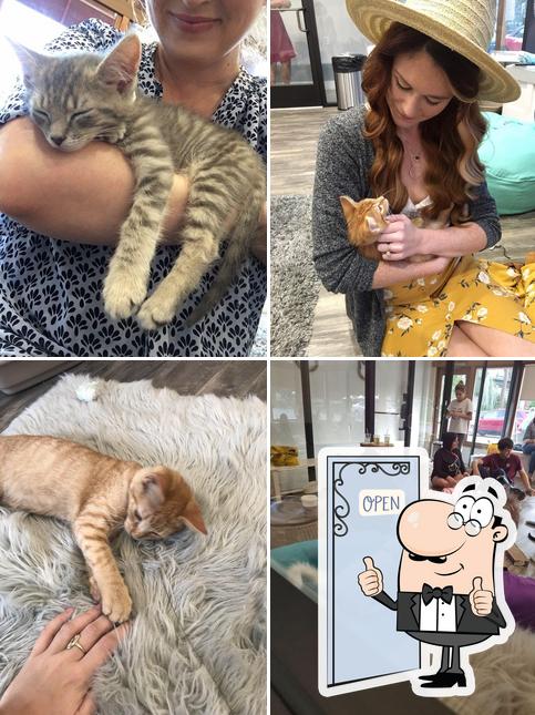 Purrfect Day Cat Cafe photo