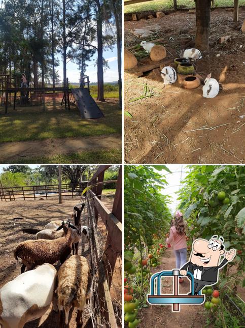 Fazenda Ituaú - Terra de Gigantes