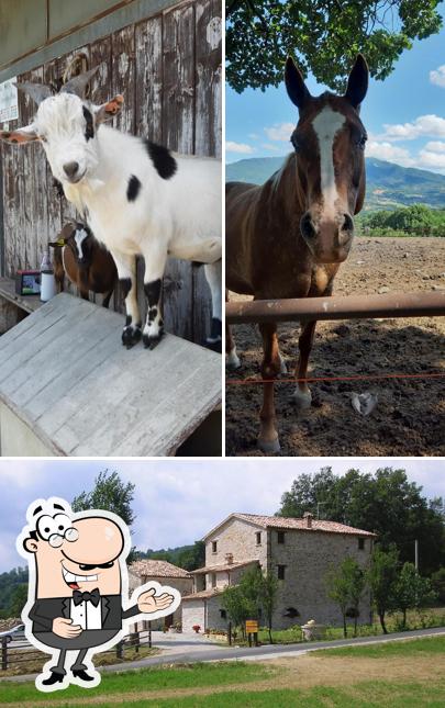 Vedi la immagine di Agriturismo Cà Drolo