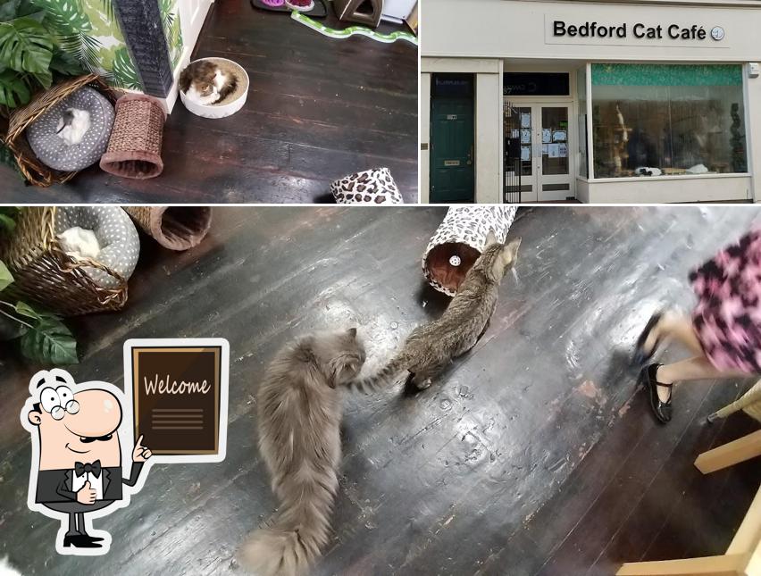 Here's a picture of Bedford Cat Café