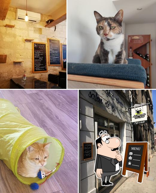 La compagnie des chats