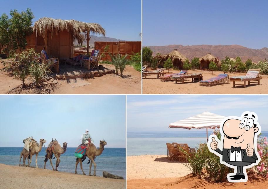 Взгляните на изображение "Bedouin Star Beach Camp Nuweiba Egypt"