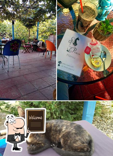 La Pisici, Timișoara, Strada Mihail Jora 3 - Critiques de restaurant
