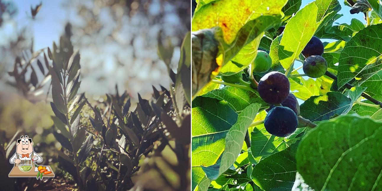 Insalata di alghe al Masseria Ruotolo