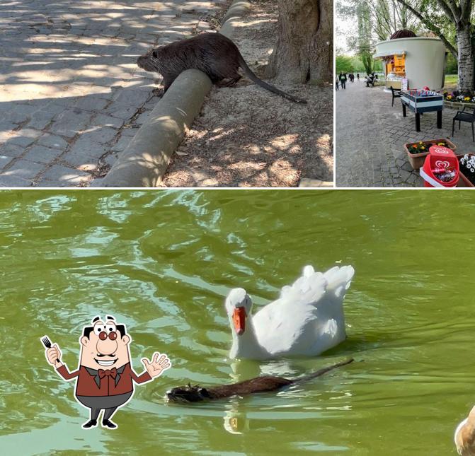 Questa è la foto che presenta la cibo e esterno di Chiosco Bar del Parco