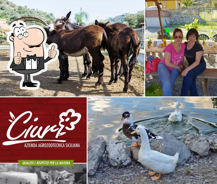 Voici une photo de Ciuri - Azienda Agrozootecnica - Rusti e Mancia