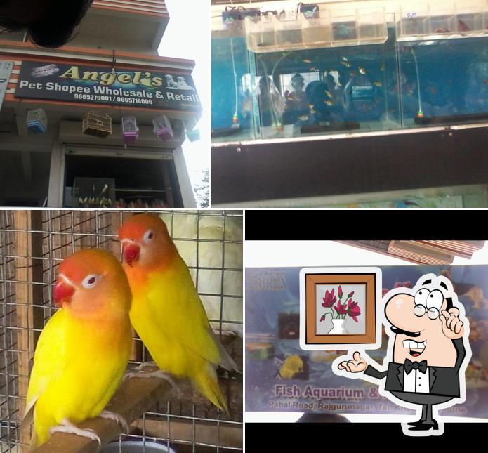 Angel Pet Shop