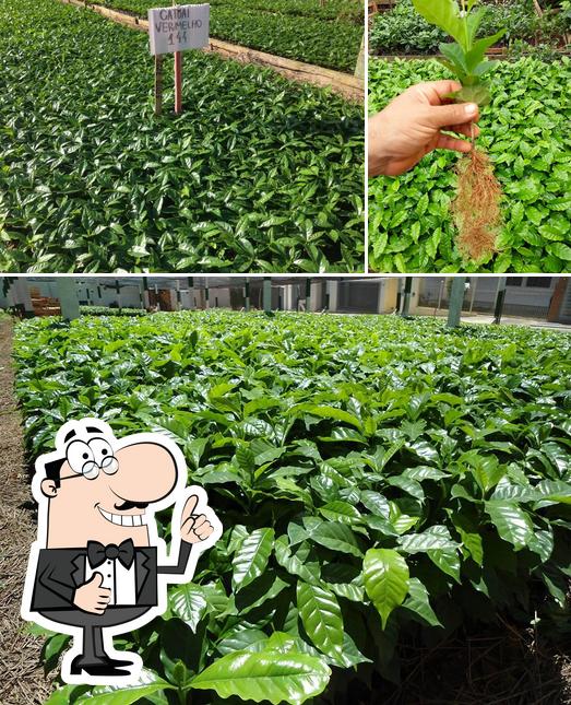 Mudas De Café Portal do Sol (MUDAS DE ALTA QUALIDADE PARA CAFÉS ESPECIAIS!)