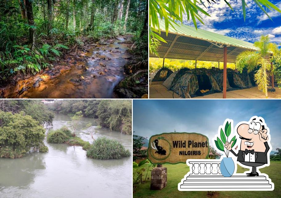 Wild Planet Jungle Resort, Dandeli