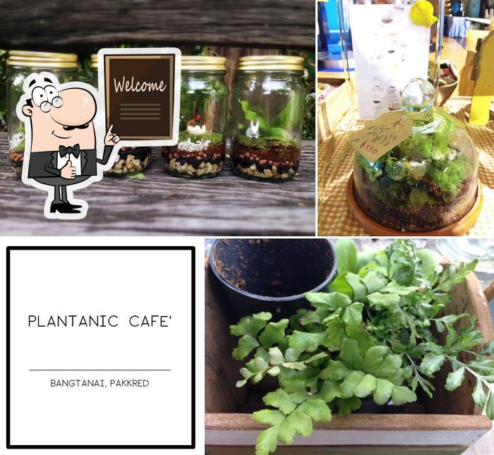 Это снимок кафе "Plantanic Cafe"
