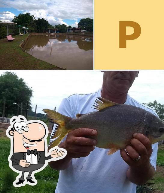 Pesqueiro Pirajá Neves Paulista SP