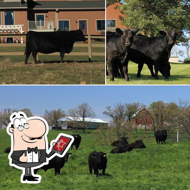 Fernvale Angus Farms in Mineral Point