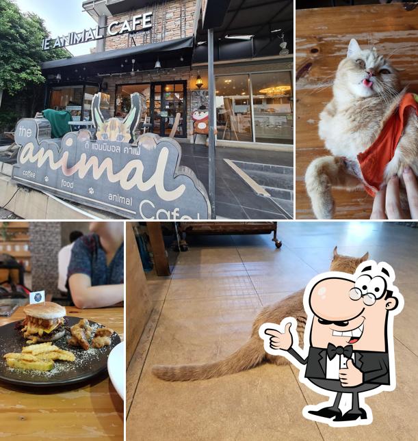 The Animal Cafe, Bangkok Restaurant reviews