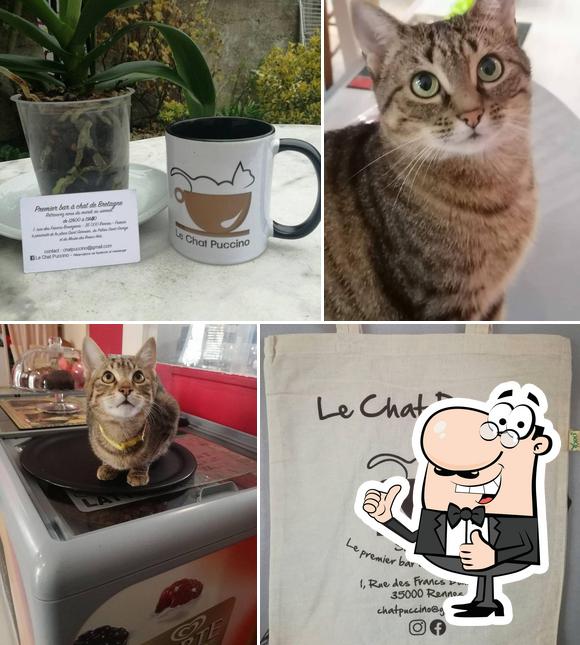 Le Chat Puccino Cafe Rennes Restaurant Reviews