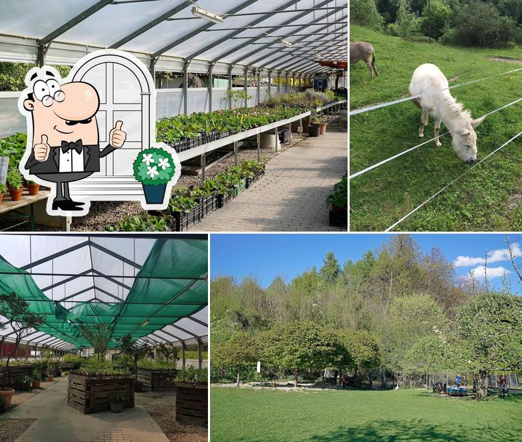 Goditi la vista dagli esterni di Zehendermätteli