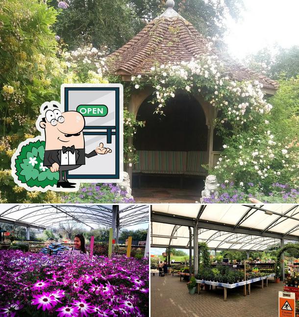 Poplars Garden Centre in Luton Restaurant reviews