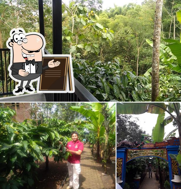 Mira cómo es Ecowisata Kebun Kopi Amadanom por fuera