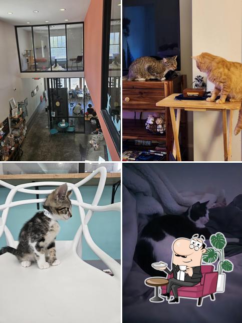 Purrfect Day Cat Cafe in Louisville Restaurant menu and reviews