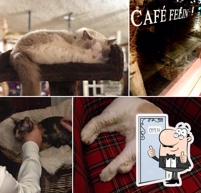 Voir cette photo de Café Félin Chats-Nous