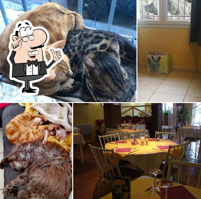 L'intérieur de Les Arestochats - Bar à Chats à Perpignan