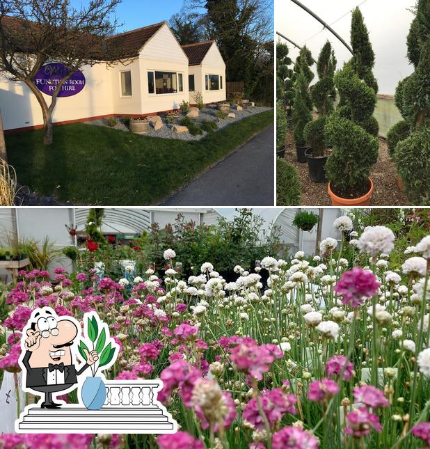 New Coxhoe Garden Nursery, Durham