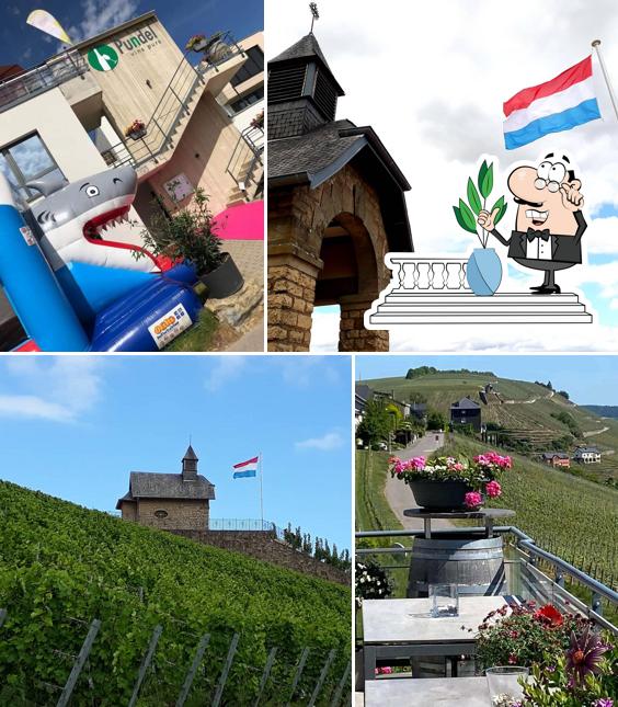 PUNDEL vins purs (Pit Pundel)