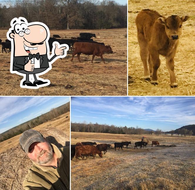 Riddle Farms in Waldron