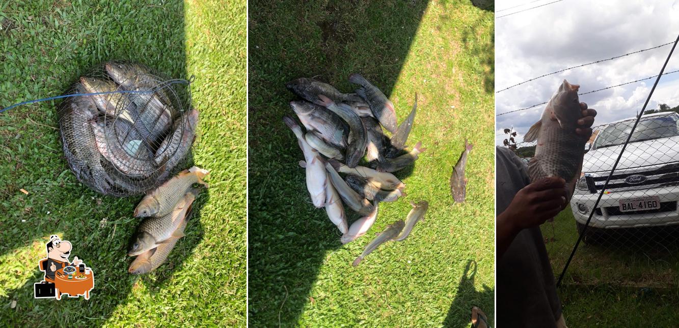 Pesque e pague com piscinas - Bom de Pescar - Fazenda Rio Grande ...