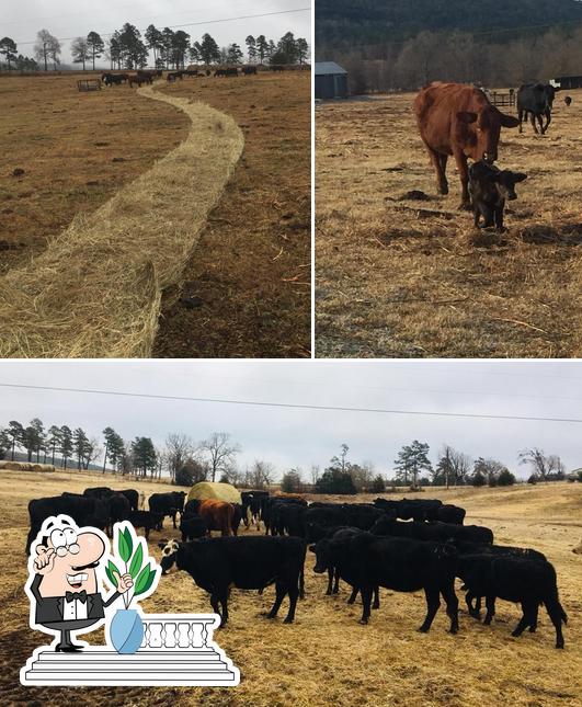 Riddle Farms, Waldron