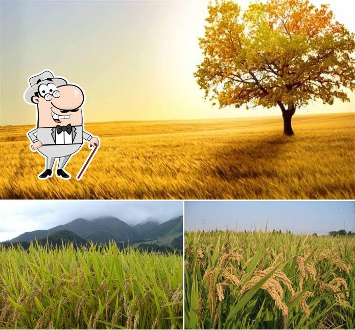 Check out how Season's Fresh Basmati Rice looks outside