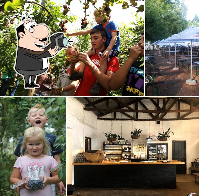 Blueberry Farm Cafe, South Africa Restaurant reviews