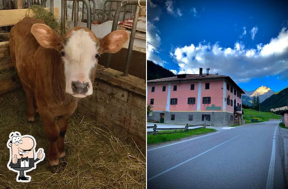 Photo de Agriturismo Fattoria Bombassei-NUOVA Gestione