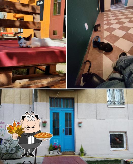 La Pisici, Timișoara, Strada Mihail Jora 3 - Critiques de restaurant