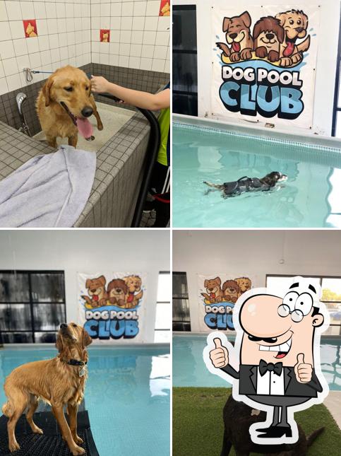 Dog Pool Club, 1129 Old County Rd in San Carlos - Restaurant reviews