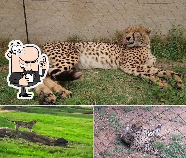 Lion & Safari Park restaurant, Hartbeespoort Restaurant reviews