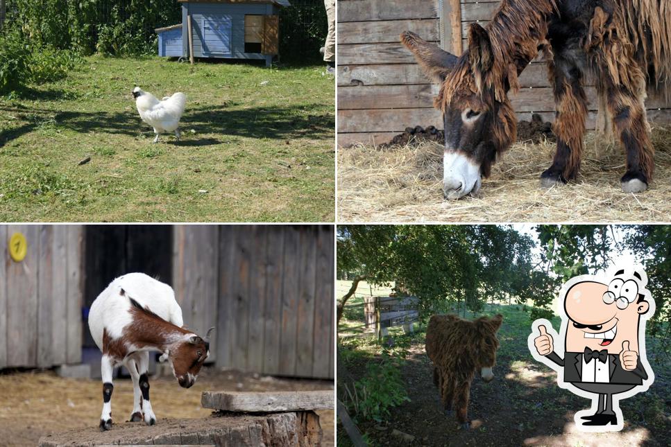Parc Du Coq à l'Âne