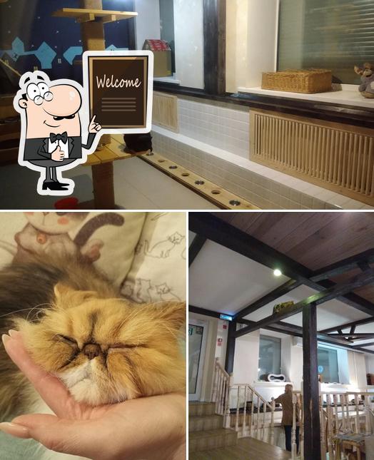 Here's a pic of Zoki cat cafe